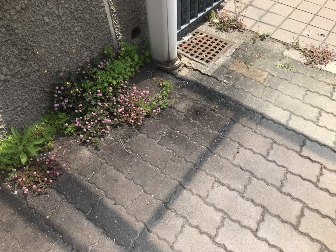 堺市美原区の戸建て空室清掃で駐車場まわりを清掃した様子